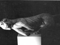 03,-Birico,-1979,-Gesso,-cm-90-70-35