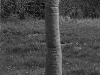 17,-Stele-Arcaica-2008,-Terracotta,-cm-218-20-16